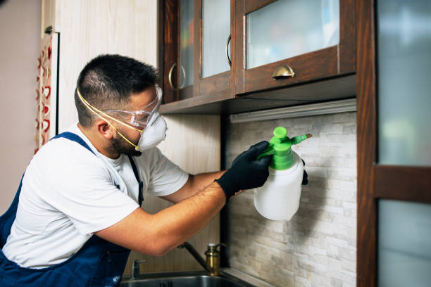 Flea Control Services in Piney, AR