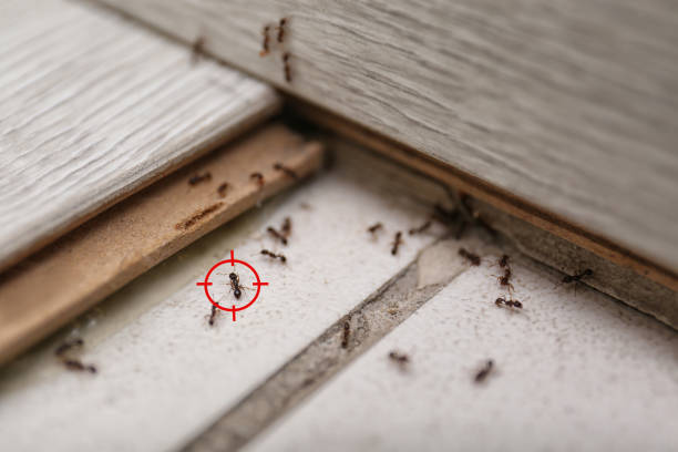 Best Termite Control Services  in Piney, AR