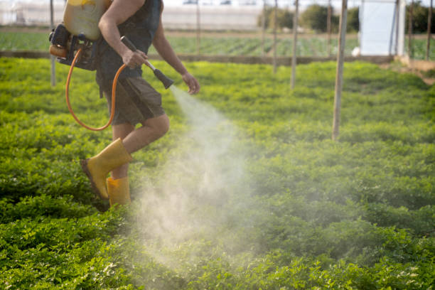 Best Best Pest Control Near Me  in Piney, AR
