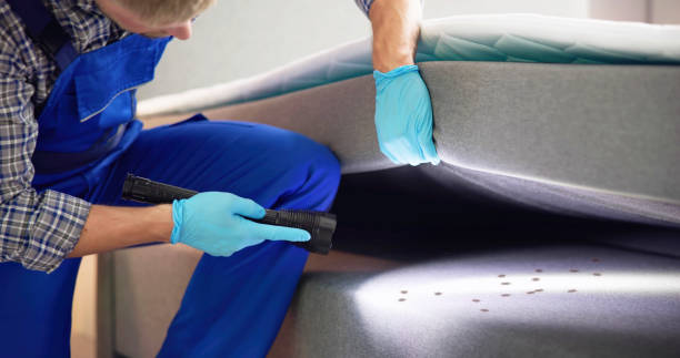 Wasp Removal Services in Piney, AR
