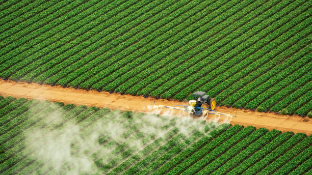 Best Pest Removal Services  in Piney, AR