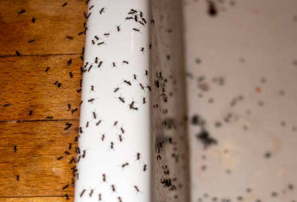 Best Best Pest Control Companies  in Piney, AR